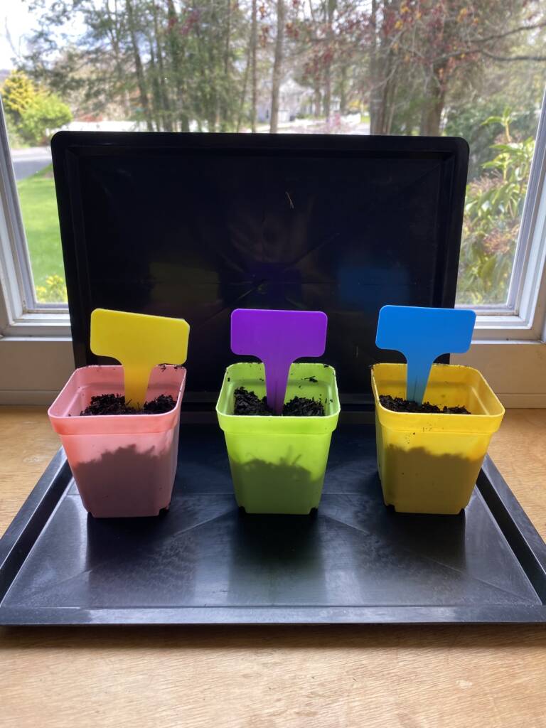 Three small containers with dirt and seeds, each having a label on it in high contrast colors.