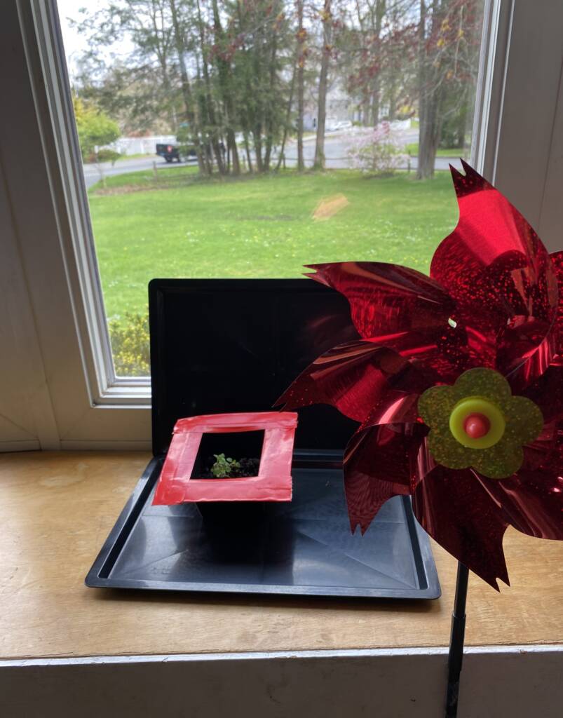 A small pot of sprouting seeds that has been visually adapted for better viewing with a highlighted red top, a black background, and a red spinner next to it. 