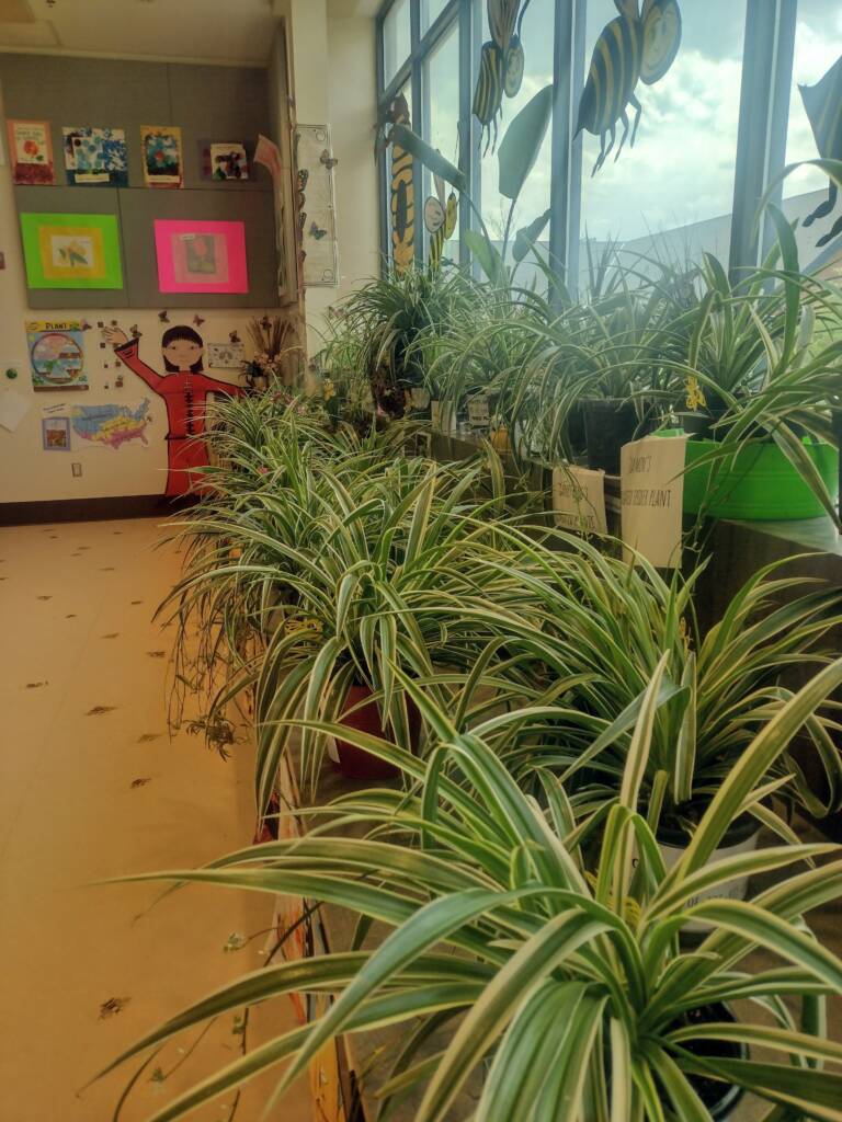 Horticulture room with lots of plants on the wall of windows on shelves.