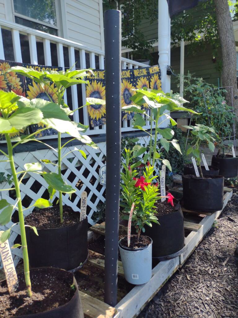 Rainstick in a row of potted plants outside on the ground.