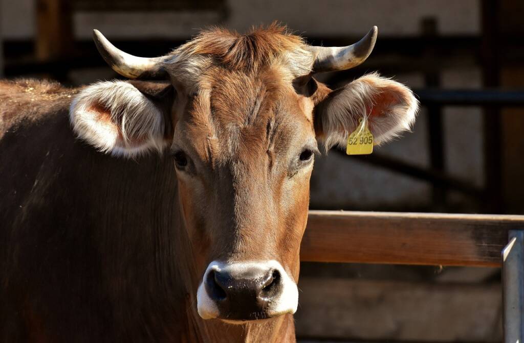 COW LOOKING OUR DIRECTION