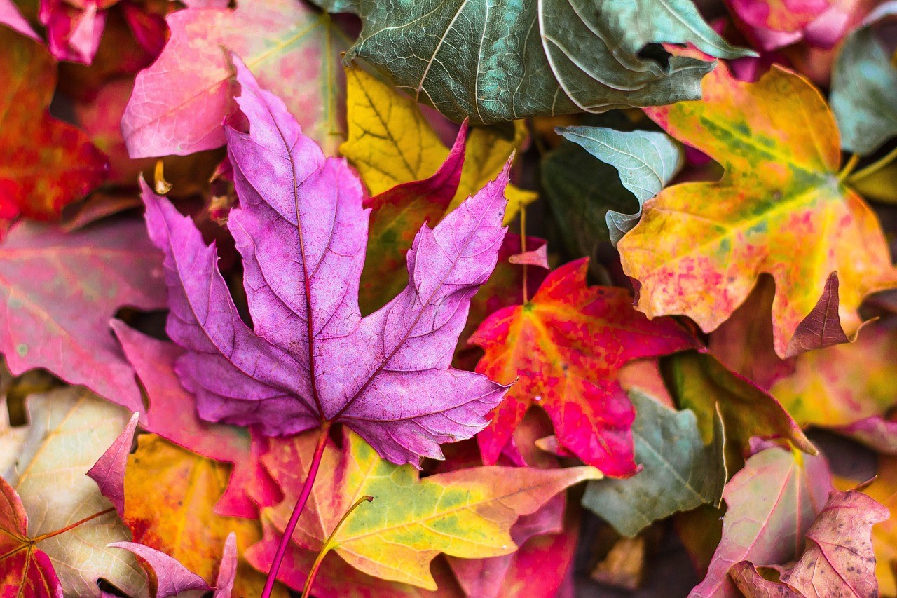 A collection of beautiful fall colored leaves.