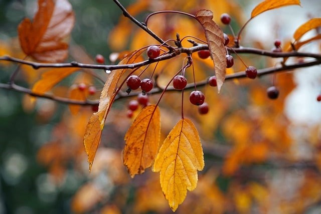 brown leaves on a branch