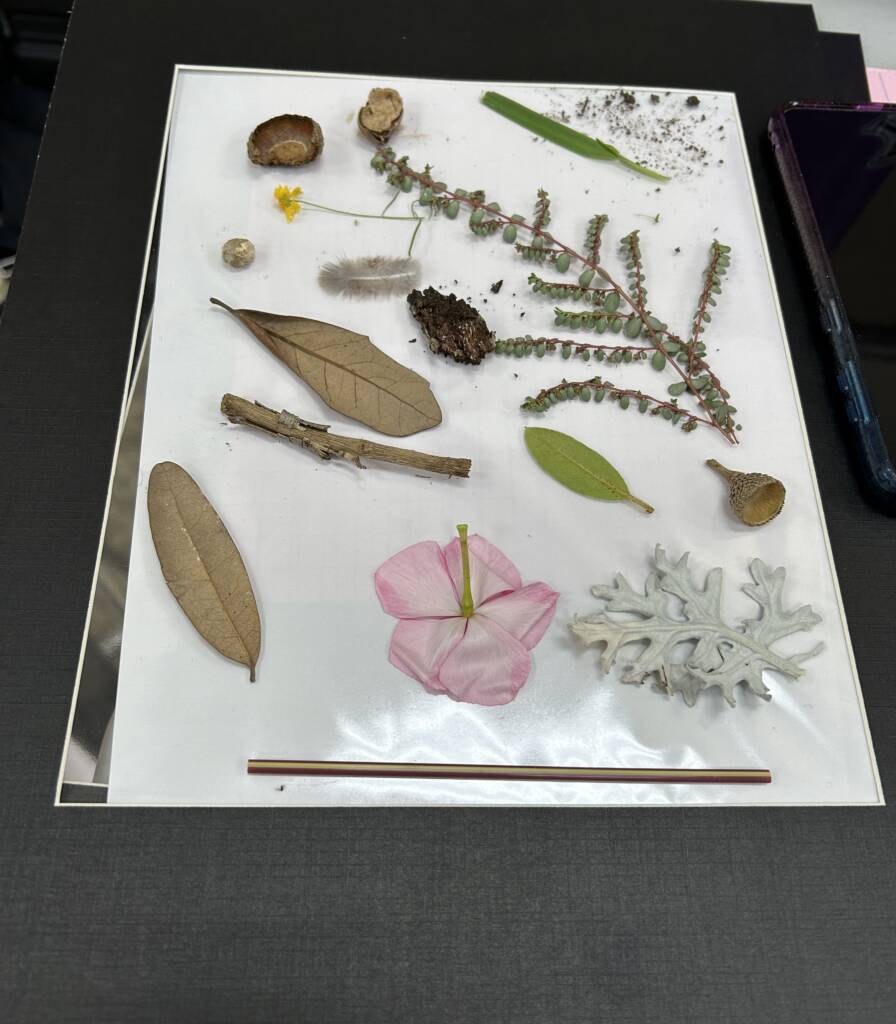 Example of items from nature to put into project.