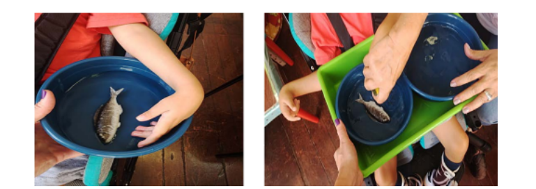 Student with grandparent touching a fish in water on a lap tray