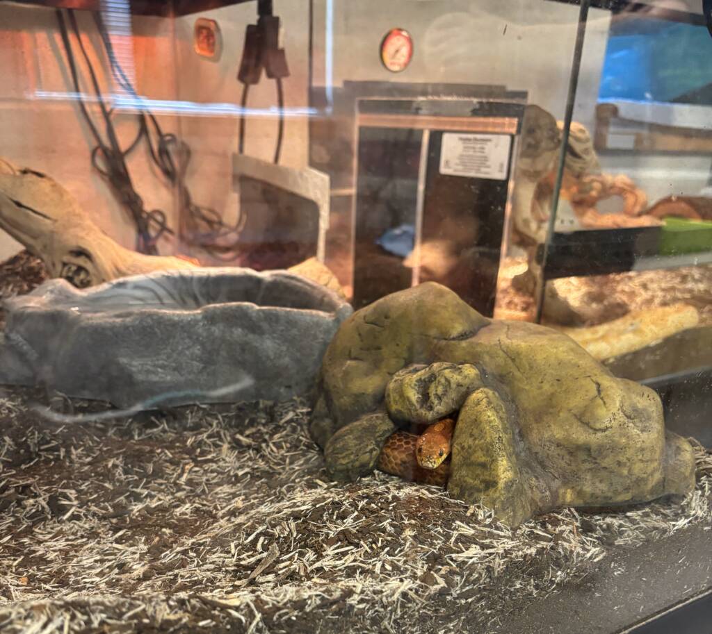 Snake in an aquarium under a rock.